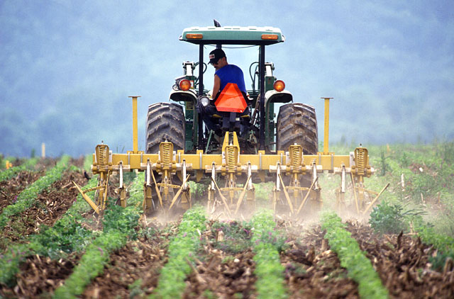 OSU assistant farm manager Wayne Lewis cultivates for weed control in soybeans.